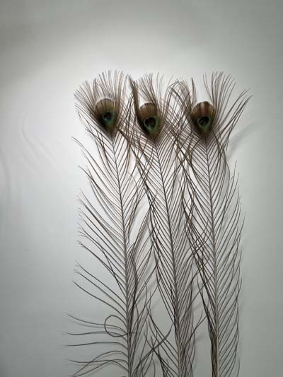 Pávatoll fekete szinű 100cm hosszú